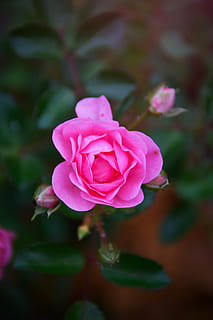 怎么做微信喜帖 微信请帖怎么做