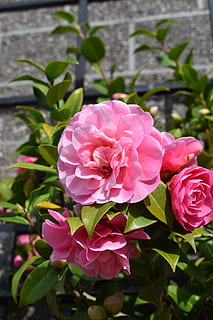 嫁妆有些什么讲究 婚礼习俗中送嫁妆有哪些讲究