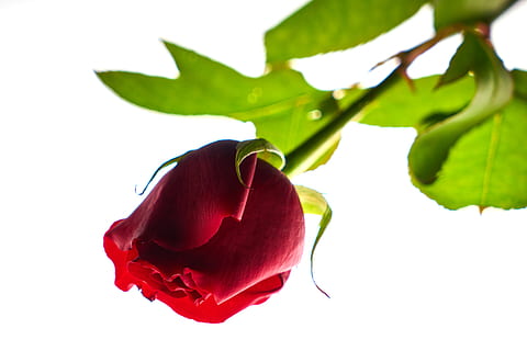 婚庆的彩纱怎么设置 关于婚礼彩砂仪式