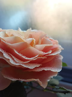 领导结婚贺词怎么回复 新结婚，领导送祝福，怎么回敬领导？