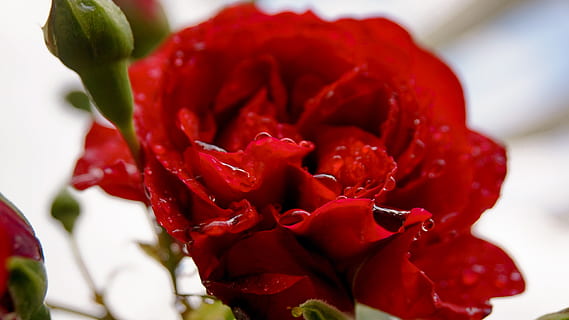 免费婚礼策划怎么写 婚礼策划案怎么写？