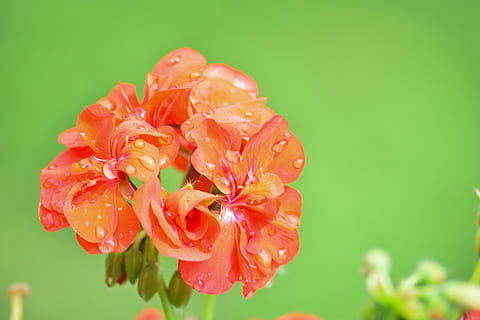 结婚送父母什么好