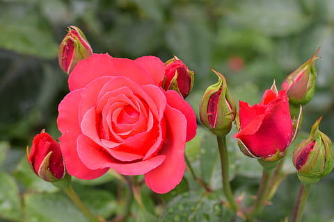 什么时候双方家长见面 正常什么时候双方父母见面