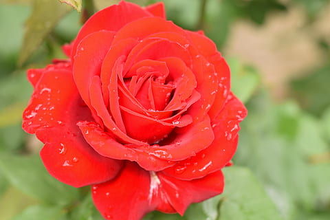 婚礼上送什么东西给爸爸妈妈 婚礼仪式上给父母送什么礼物好