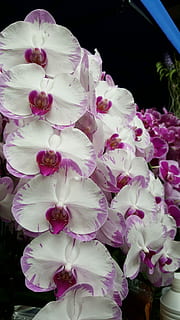 结婚请帖家中怎么写