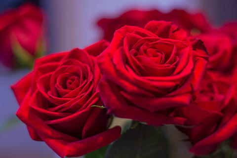 结婚戴的胸花多少钱 婚礼中佩戴胸花的都有哪些人？