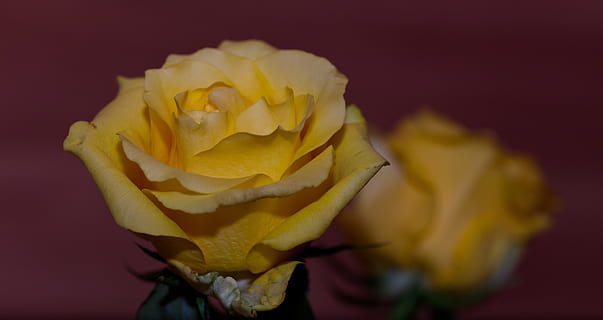 汉式婚礼怎么样 汉式婚礼好还是西式婚礼好