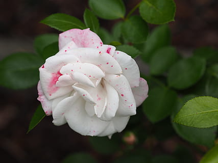 婚礼跟拍用什么模式 婚礼跟拍，选择什么拍摄模式好？