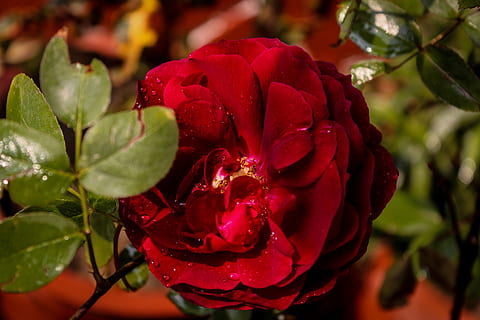 竖式喜帖怎么写 竖式结婚请帖怎么写