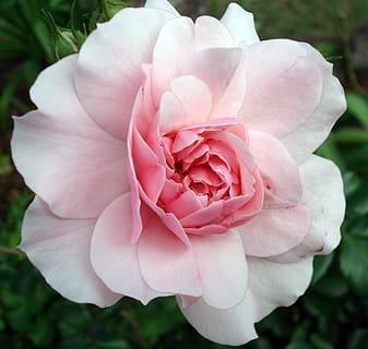 筹备汉式婚礼费用大约需要多少 新人举办一场汉式婚礼大概要多少钱