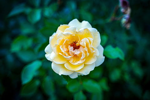 普通婚礼需要多少钱 办一场普通的婚礼要多少钱