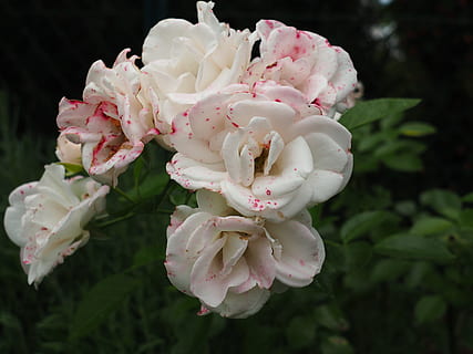 婚庆公司负责什么 婚庆公司主要都做些什么?