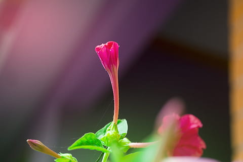 伴娘堵门游戏怎么主持 结婚伴娘堵门流程游戏