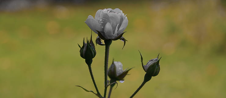 订婚女方需要注意什么 订婚时女方家长注意事项