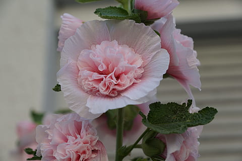 洗浴韩式主题是什么意思 什么是韩式风格?具体有那些特点?