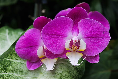 结婚给伴娘多少钱 一般给伴娘伴郎多少钱比较合适？