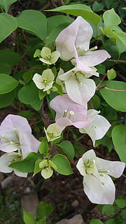 订婚之后还有什么流程 订婚有哪些步骤？