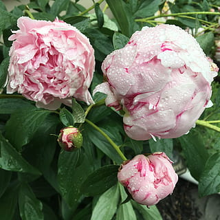 婚礼布置用什么色调好看 婚礼场景布置一般用什么色系比较好