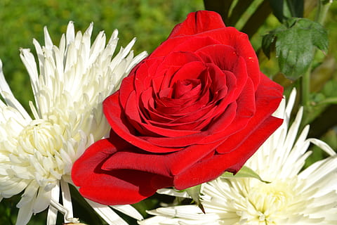 订婚怎么玩新人呢 订婚仪式里的新人怎么称呼合适呢？