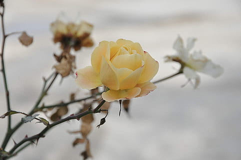 微信宝宝满月请柬怎么弄 女儿满月酒邀请微信怎么写