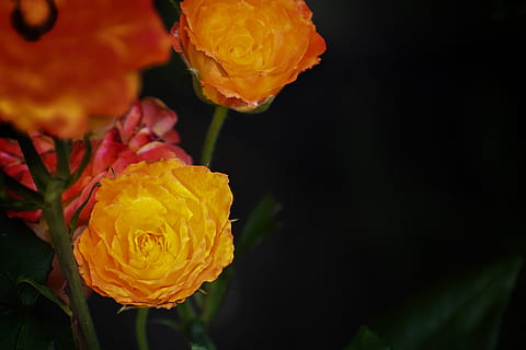 接新娘要注意什么问题 接亲时要注意什么