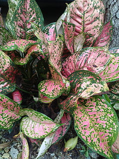 新郎接亲唱什么歌 接亲唱什么歌！