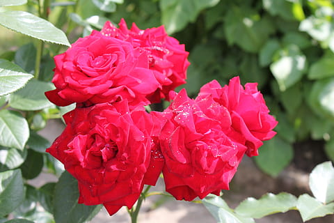 结婚礼服穿什么颜色 结婚礼服穿什么颜色好