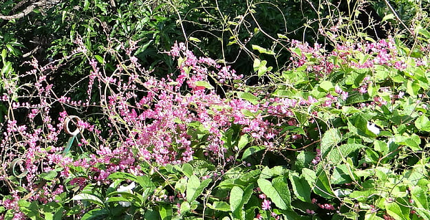 婚纱和礼服的搭配什么鞋子图片 婚纱和礼服下面应该配什么样的鞋子?