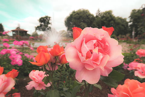 喜宴酒都有什么酒 大家办喜宴都用的哪些酒啊?