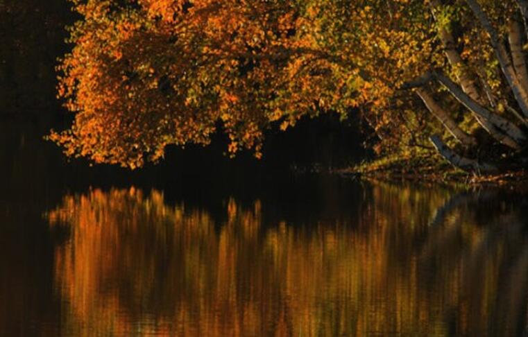 描写水树相映的句子文案