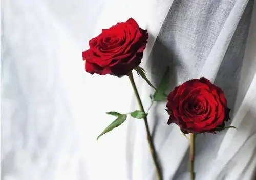 收到一束花想发朋友圈