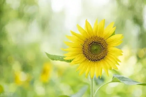 向日葵的阳光励志句子文案