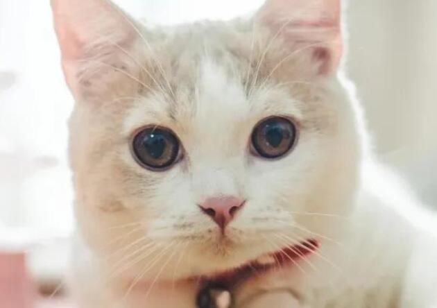 小猫的样子和特点描写