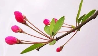 描述女人香的句子文案