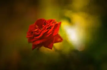 红色的衣服说心情句子文案