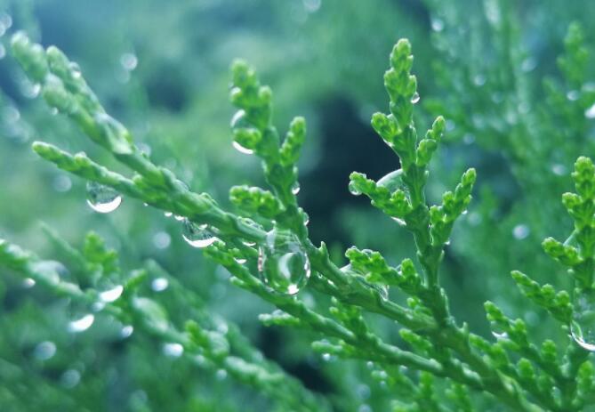 清晨雨后的唯美句子文案
