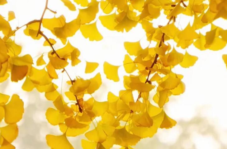 秋天的句子文案短句摘抄大全