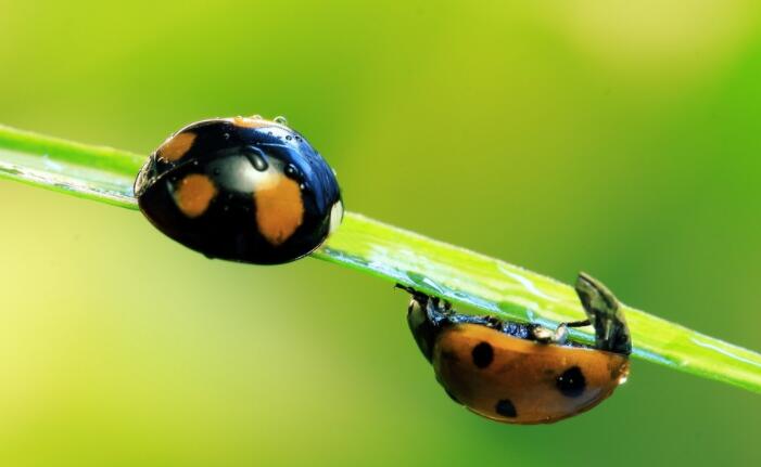 昆虫记好句文案摘抄