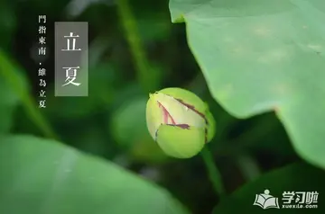 有关立夏的谚语和诗句文案