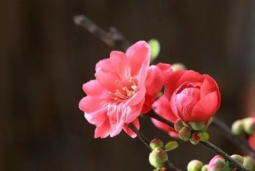 描写梅花的文案