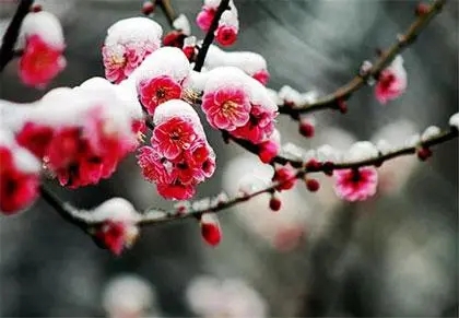 描写梅花的句子文案