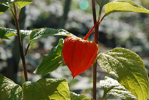 写给情人的话句句暖心