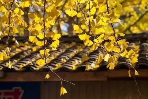 秋叶离愁诗句文案