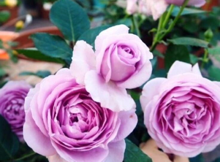 对朋友的短句问候