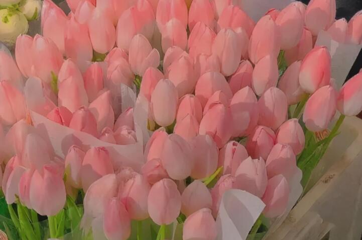 关于森系治愈的句子文案