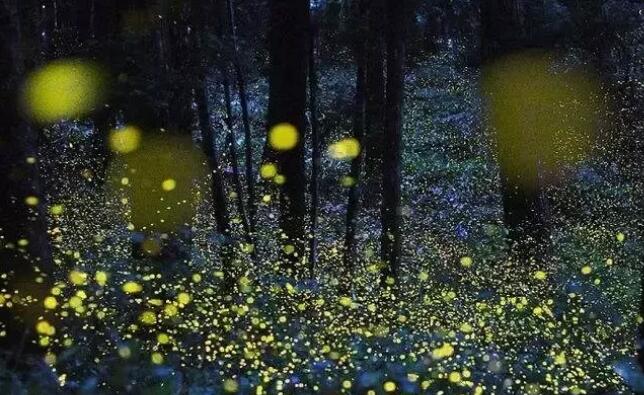 描写星星的诗句文案