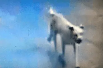 讽刺人像疯狗一样咬人句子文案