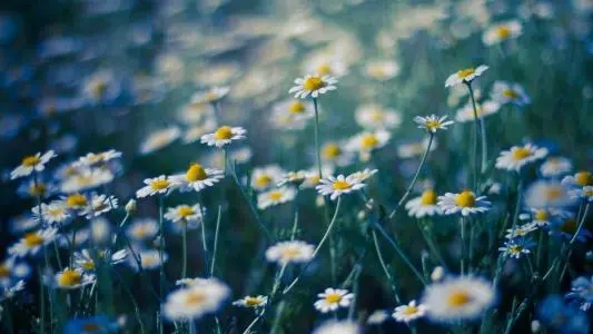 适合一年级的好词好句文案