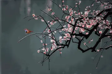 有关风情万种诗句文案