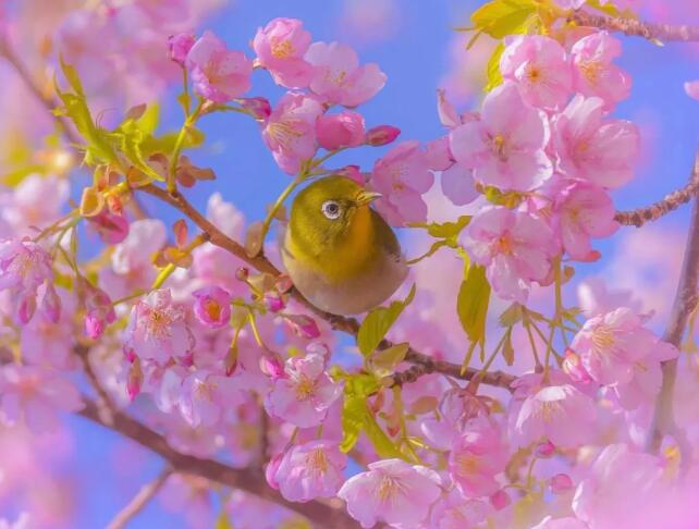 描写满院花香句子文案